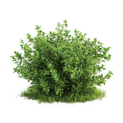Naklejka premium rass bush cut out, green grass bush on a white background