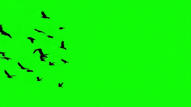 Chromakey Element with black crows fly into the clear sky from right to left then disappear smooth unhurried flight of birds over horizon footge in and out appearing distortion, green screen overlay