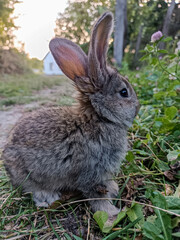 Adorable young rabbit sitting on green grass near a rural path at sunset. Cute gray bunny enjoying nature in a countryside setting with soft light and natural background.