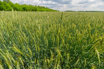 A Bright and Vibrant Green Wheat Field Stretching Out Under a Beautiful Cloudy Sky Above