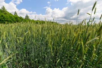 Obraz premium A Vibrant and Lush Green Wheat Field Spreading Out Gracefully Under a Bright Blue Sky Above