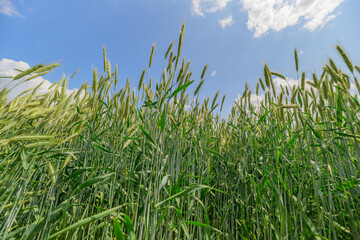 A Lush Green Wheat Field Spreading Out Under a Clear Blue Sky Filled with Sunshine