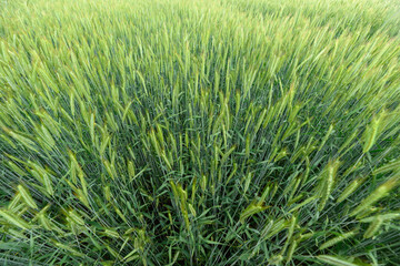 A Lush Green Wheat Field That is Ready and Prepared for the Upcoming Harvest Season