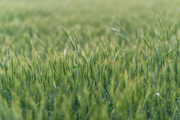 A Beautiful and Lush Green Grass Field Bathed Under Soft, Warm and Natural Light
