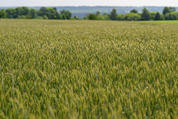 Fototapeta premium A Lush Green Wheat Field Extended Horizontally Spreading Beneath a Beautiful, Clear Blue Sky Above