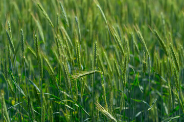 A Beautiful Lush Green Wheat Field That Is Fully Ready for the Upcoming Harvest Season