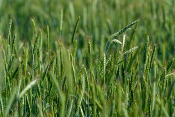 The lush green grass in a sprawling field glistens beautifully with dewdrops resting on it