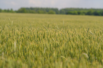 A Lush Green Wheat Field Spreading Across the Landscape Under a Clear Blue Sky Above