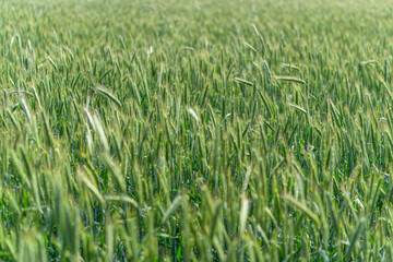 Obraz premium A Beautiful Vibrant Green Wheat Field Stretching Beneath a Bright Blue Sky Above