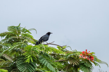 Glossy black bird standing on leafy branch of green tree with red tropical flowers in Guadalajara, Jalisco, Mexico