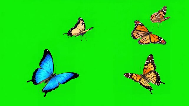 Single Butterfly Flight with butterflies fly across frame distortion, green screen overlay, glitch, static noise, scan lines on black background, 4k animated video loop