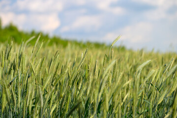Obraz premium A Beautiful Lush Green Wheat Field Stretching Out Under a Cloudy and Overcast Sky