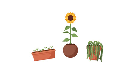 Three potted plants showing different stages of growth and health.