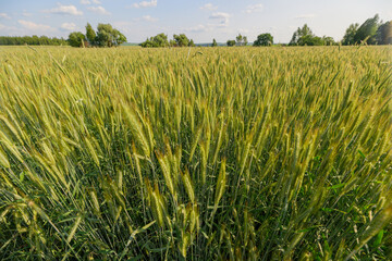 A Beautiful Vibrant Green Wheat Field Tucked Under a Bright Clear Sky on a Fine Afternoon