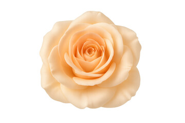 Peach cream rose flower blooming transparent background