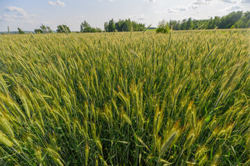 A Lush Green Wheat Field Located Under a Beautiful Bright Sky Filled with Sunshine