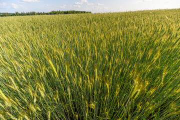A Lush Green Wheat Field Flourishing Under a Bright Blue Sky, Truly an Exquisite View