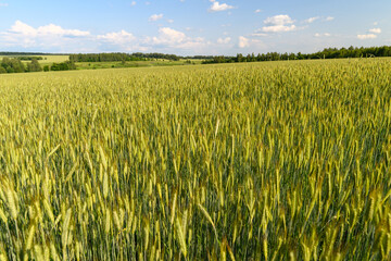 A beautiful, vibrant green wheat field spreads out beneath the expansive blue sky above