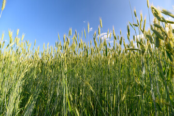 A Vast and Lush Green Wheat Field Lies Underneath a Clear and Bright Blue Sky on a Beautiful Day