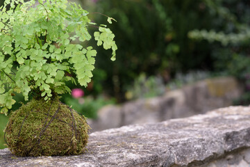Vista parcial de kokedama de helecho adiantum colocado a un lateral de la imagen, con perspectiva,...