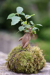 KOKEDAMA  de ficus ginseng con fondo desenfocado. Técnica japonesa donde se cultiva una planta en una bola de tierra y musgo.