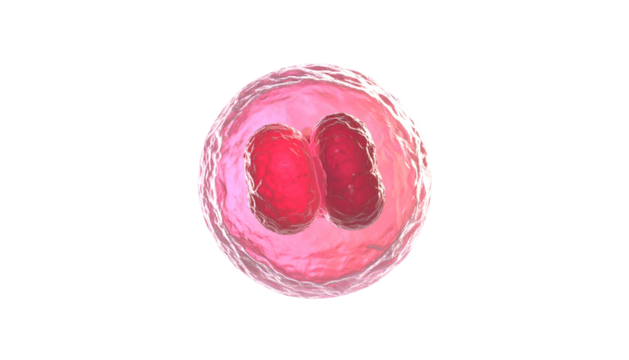 Macro image of a biological cell with two inner red bodies, surrounded by a pinkish-white barrier
