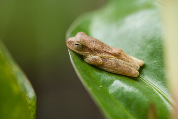 frog on a leaf