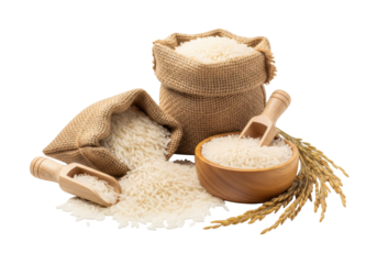 Uncooked long-grain rice overflowing from rustic burlap sack, with wooden scoop, bowl, and dried paddy stalks on transparent studio background, concept of agricultural purity.
