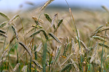 Obraz premium The Golden Fields of Wheat Capture Natures Abundance and Splendor Like Never Before