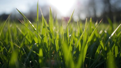 Verdant Blades, Sunlit Meadow. A Study in Green Hues and Blurred Light Textures.