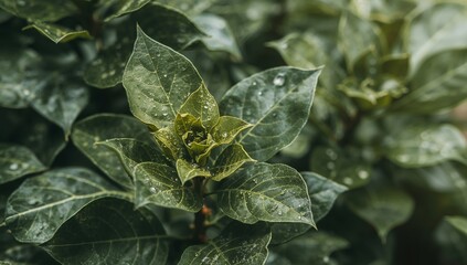 Verdant Canopy, Leafy Texture with Glistening Droplets Fresh, Natural Beauty.