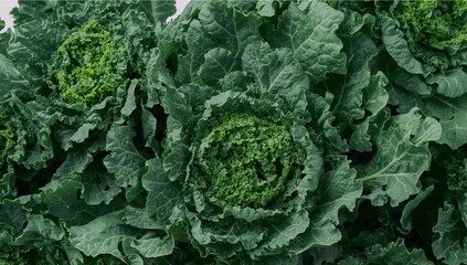 Verdant Whirls, Leafy Labyrinths. A Study in Textures and Tones of Green, Natures Embrace.