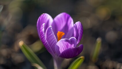 Violet Dream, Tender Touch. A CloseUp of a Blossom Petal Texture and Light Interaction.