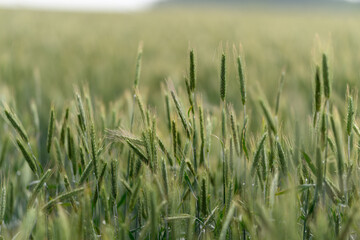 Obraz premium A Beautiful and Vibrant Green Field of Wheat Bathed in the Soft Glow of Early Morning Light