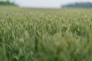 Obraz premium A Vast and Expansive Green Wheat Field Under Soft and Gentle Morning Light at Dawn
