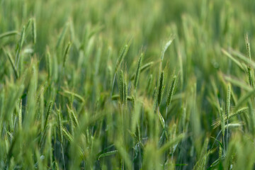 A Lush Green Wheat Field Awash in Morning Dew, Reflecting Natures Beauty and Vitality