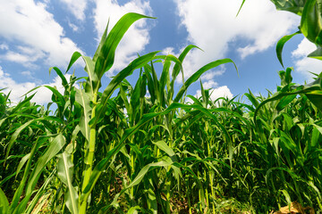 Obraz premium A Lush and Vibrant Cornfield Thriving Under a Clear and Expansive Blue Sky Bathed in Sunshine