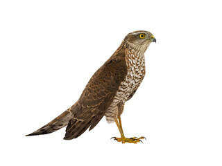 sparrowhawk (accipiter nisus) isolated on white background