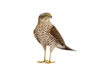 sparrowhawk (accipiter nisus) isolated on white background
