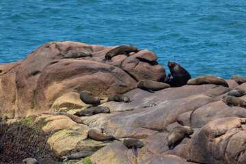 Cabo Polonio Nature — Wildlife, Coast & Landscape Photography	