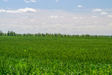 The Vibrant Green Fields Spread Out Beneath a Beautifully Clear Sky and Bright Sunlight