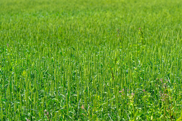 A Beautiful and Lush Green Field Full of Vibrant Grass Under the Bright and Warm Sunlight