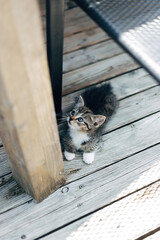 Adorable Kittens Playing