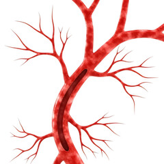 Detailed 3d rendering of branching red blood vessels isolated on transparent background