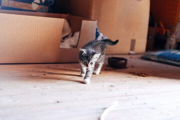 Naklejka na ściany i meble Adorable Kittens Playing