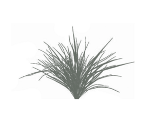 Realistic gray grass plant silhouette isolated on white background, natural foliage brush texture for landscape design, nature pattern, or eco art element in digital illustration and decoration.