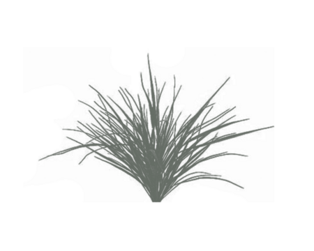 Realistic gray grass plant silhouette isolated on white background, natural foliage brush texture for landscape design, nature pattern, or eco art element in digital illustration and decoration.