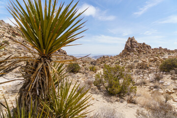 Mojave Yucca in Joshua Tree National Park, California landscape