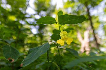 Yellow Flower In a Green Forest