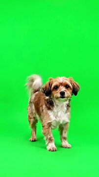 Playful Pet Behavior with dog dancing on a green screen distortion, overlay, glitch, static noise, scan lines black background, 4k animated video loop